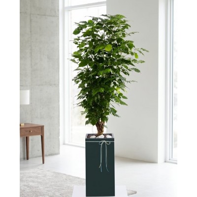 녹보수 스페셜그랜드 (SGD)