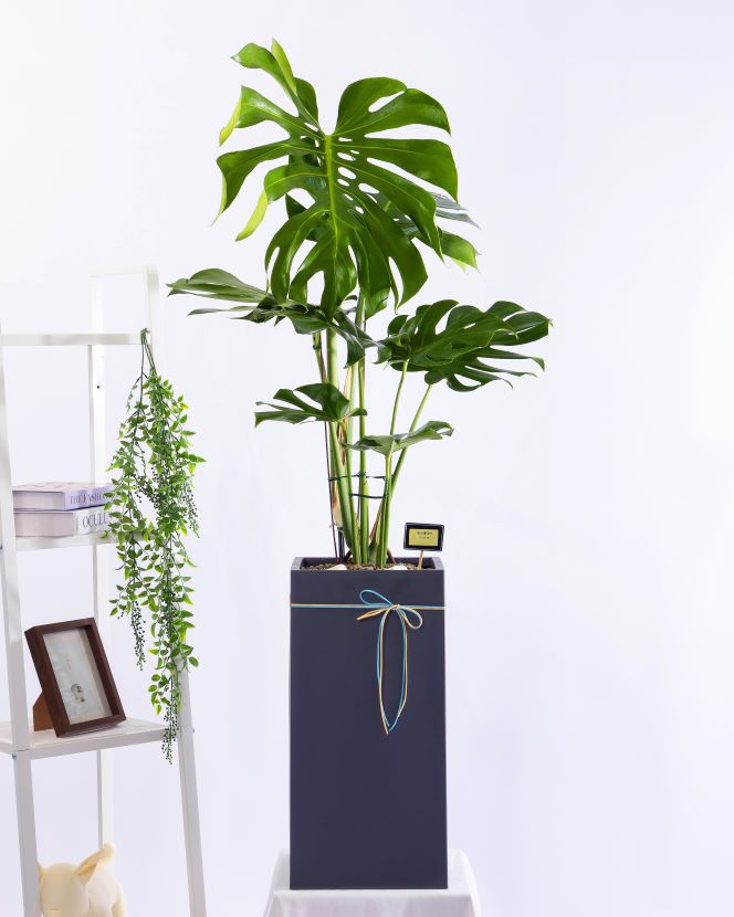 몬스테라 그랜드 (GD)
