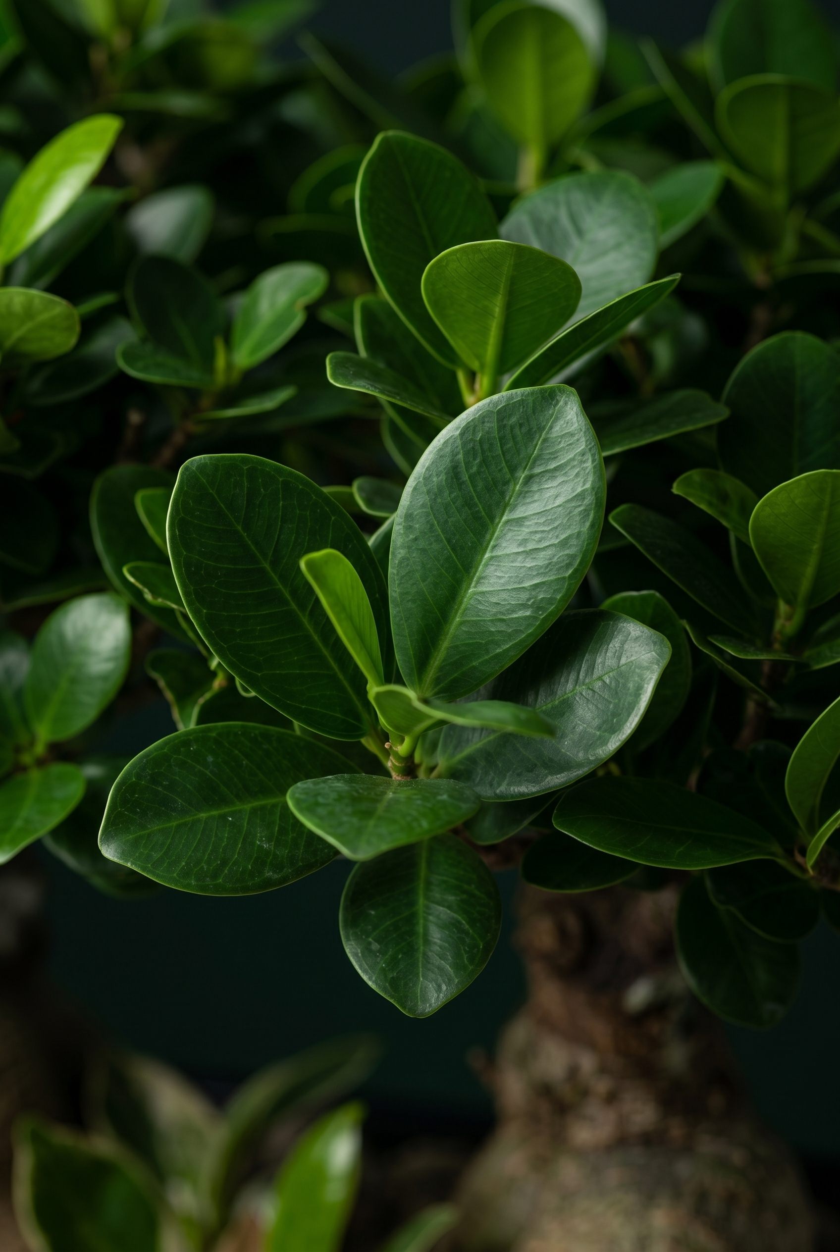 인삼팬더 (Ginseng Panda)