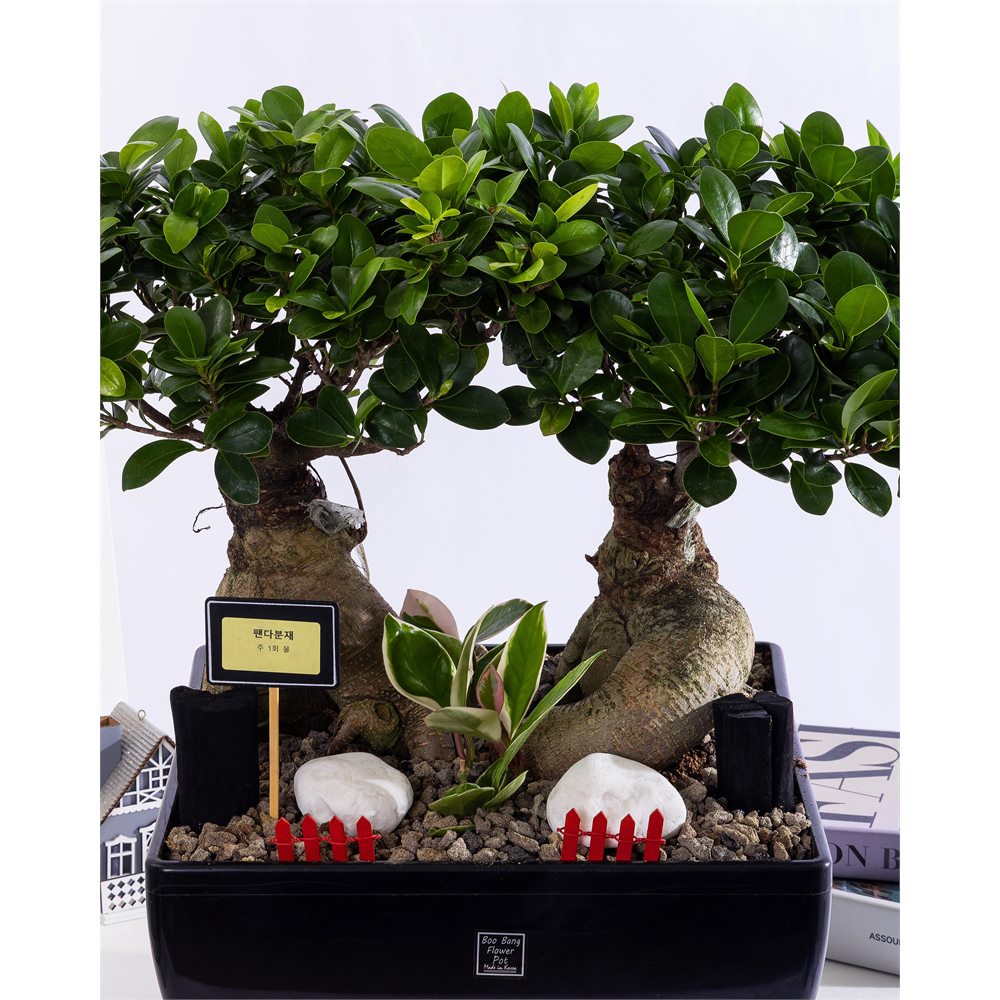 인삼팬더 (Ginseng Panda)