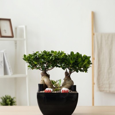 인삼팬더 (Ginseng Panda)
