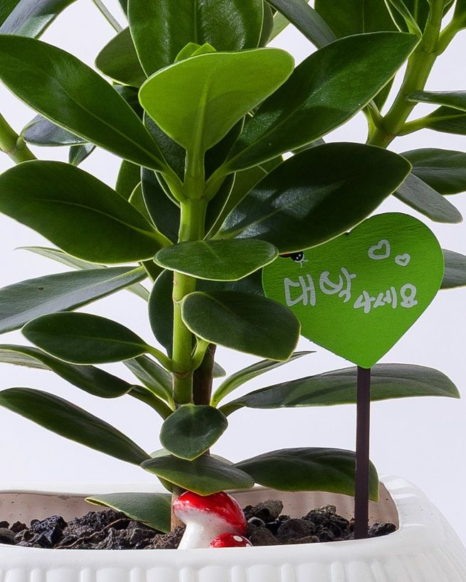 크루시아 테이블 (T)