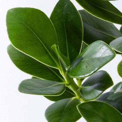 크루시아 테이블 (T)