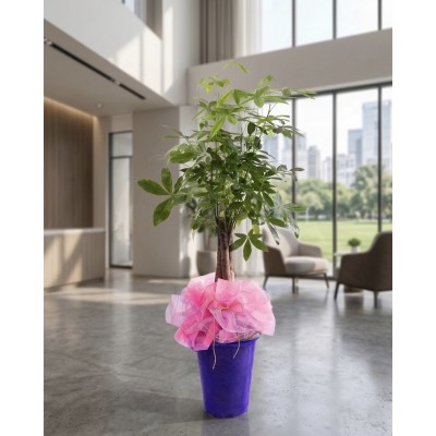 파키라 스페셜그랜드 포장 (SGD)