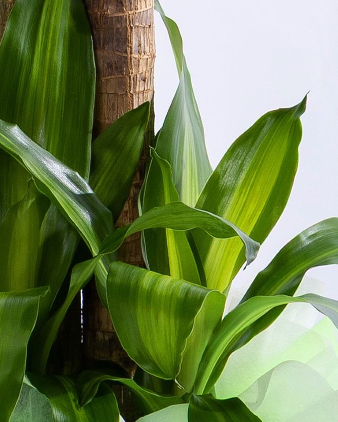 행운목 그랜드 포장 (GD)